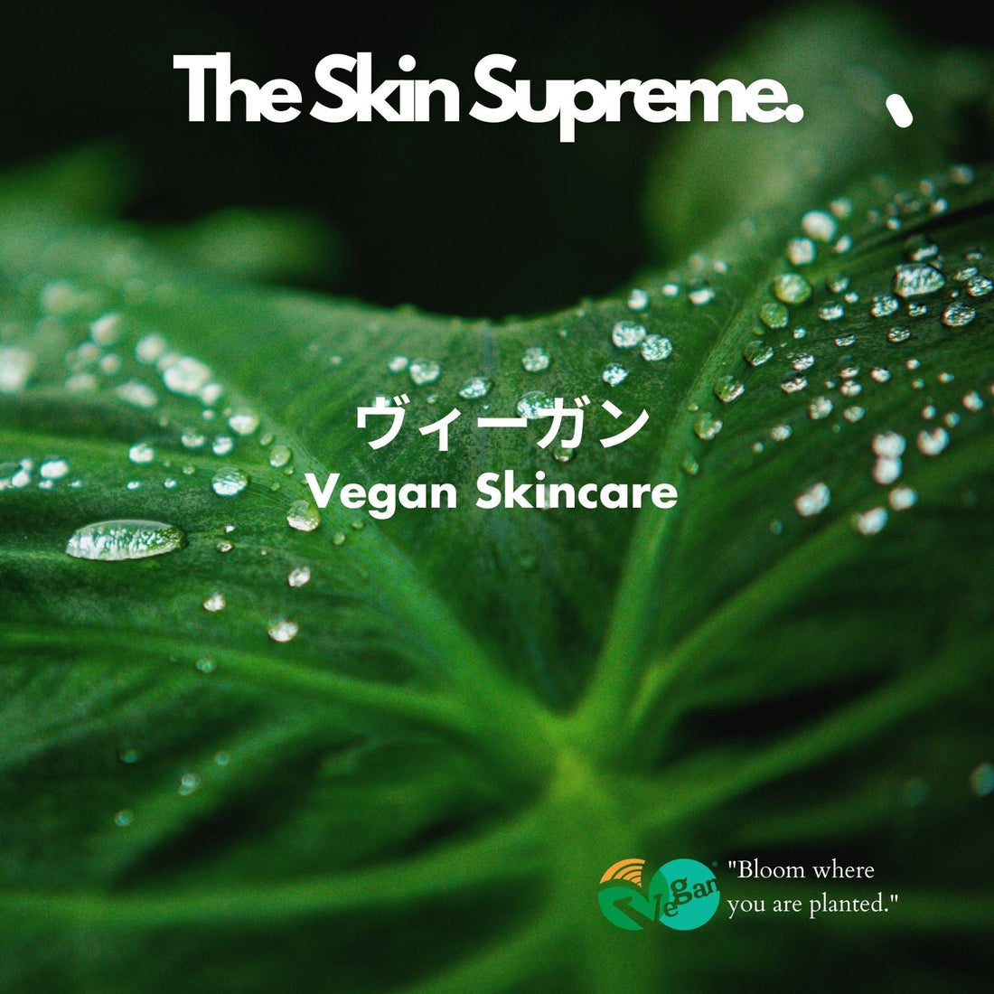 The Science and Ethics of Vegan Skincare: A Smarter, Kinder Approach to Beauty